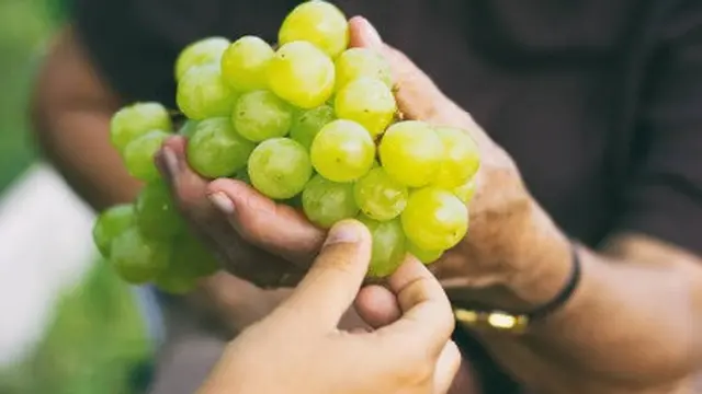 ilustrasi buah anggur.