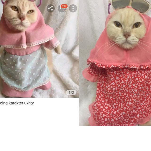  Kucing  Pakai Baju  Koko 10 Kelucuan Kucing  Seandainya 