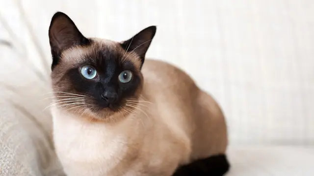 Kucing Siam