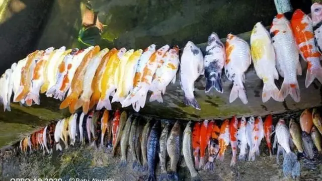 puluhan ikan hias mati