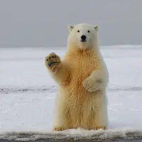 ilustrasi mimpi beruang/Hans-Jurgen Mager/unsplash