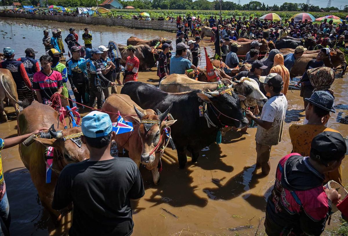 FOTO: Festival Sapeh Brujul  Tampilkan Karapan Sapi di Sawah Berlumpur