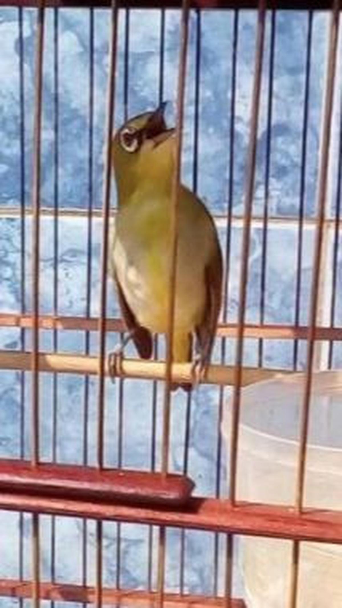 6. Pleci Dada Kuning Jawa Timur<br>