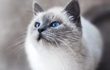 7 Cara agar Kucing Tidak Pup di Halaman Rumah, Efektif dan Aman dengan Bahan Alami