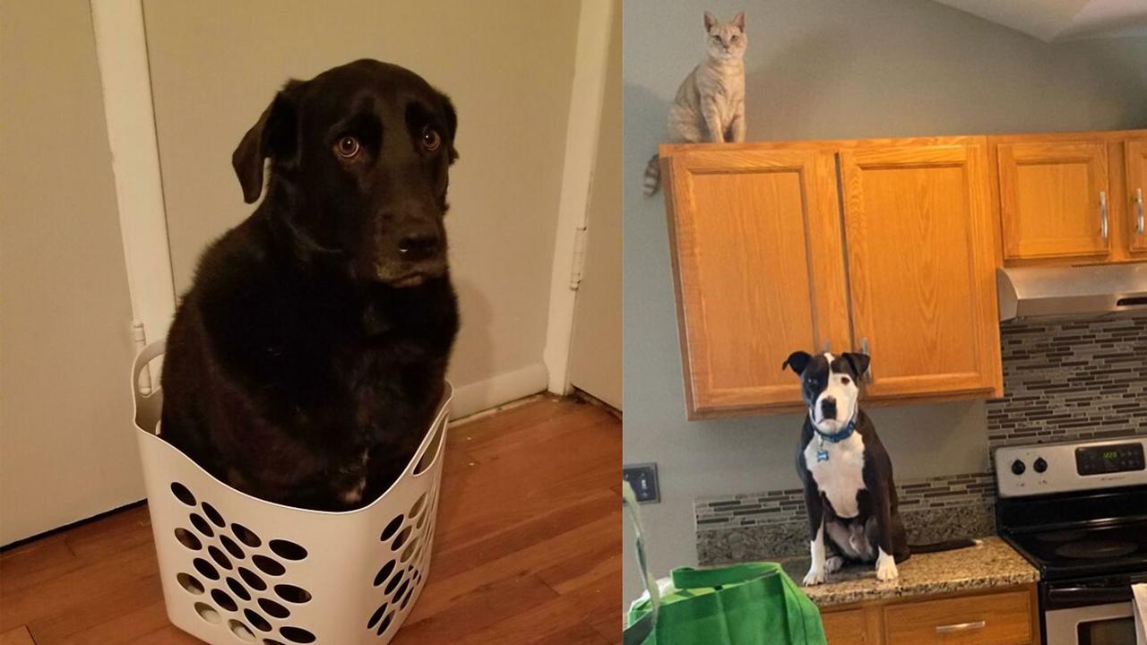 Kocak, 7 Potret Anjing Meniru Tingkah Kucing