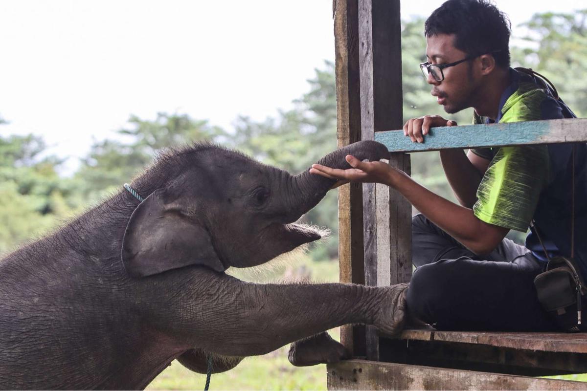 Bayi gajah dua bulan tersesat di permukiman warga