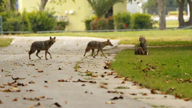 Sekelompok serigala melintasi jalur beraspal di Yarkon Park di kota pesisir Israel, Tel Aviv, 13 April 2020. Lusinan serigala mengambil alih taman yang sepi karena lockdown akibat virus Corona untuk mencari makanan di tempat yang biasanya digunakan olahraga, piknik dan berjemur. (JACK GUEZ/AFP)