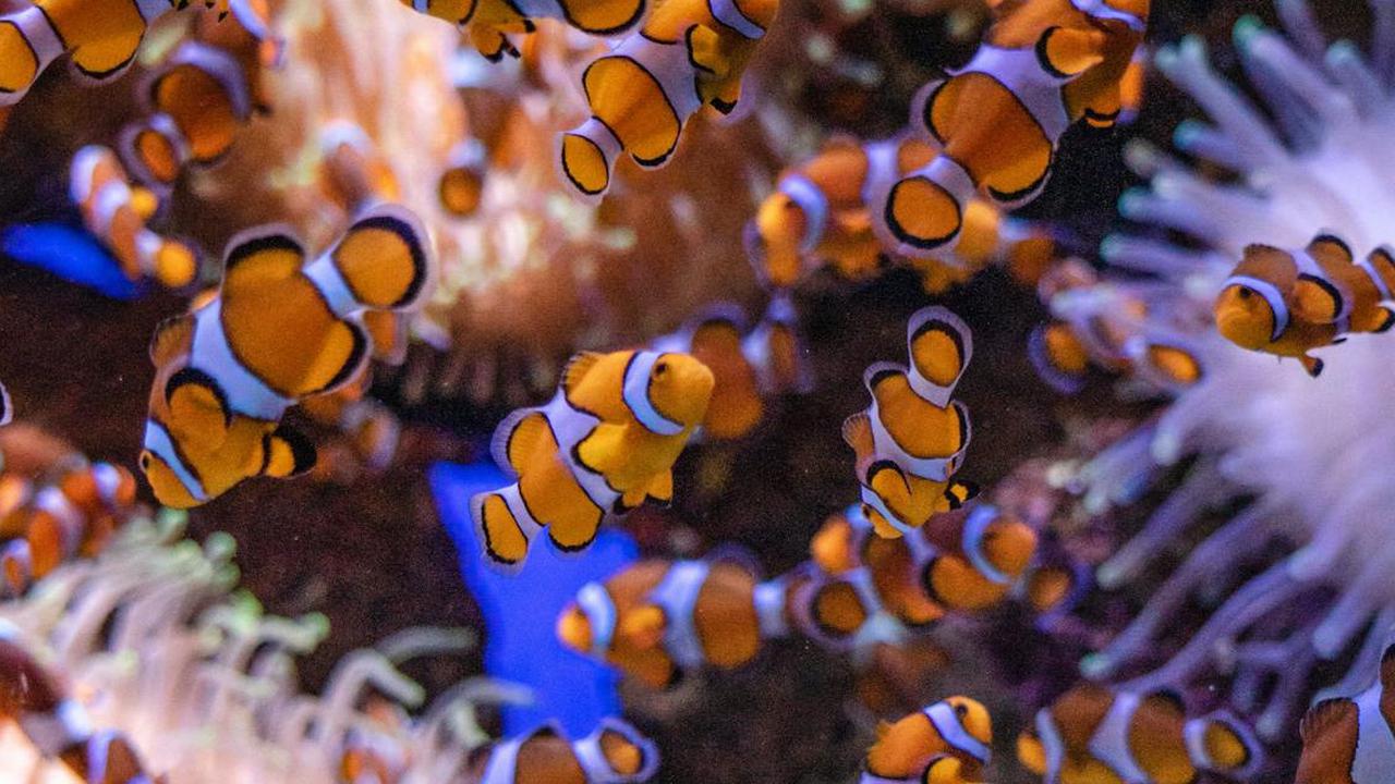 Tak Banyak Orang Tahu, Ikan Ternyata Salah Satu Hewan Paling Berisik di Dunia
