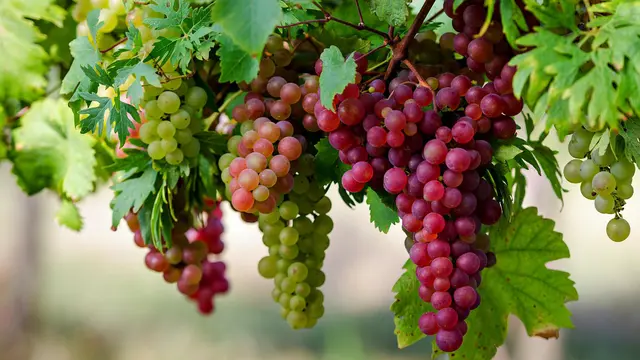 20150722-Rahasia Awet Muda dengan Konsumsi Buah dan Sayur Ini 4