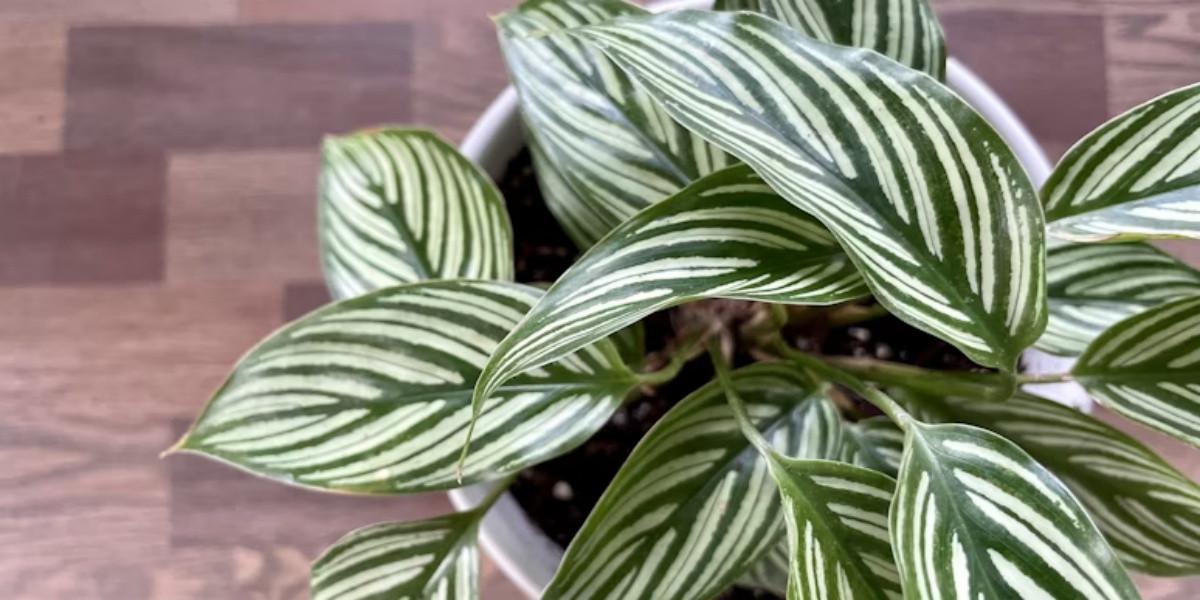 Calathea
