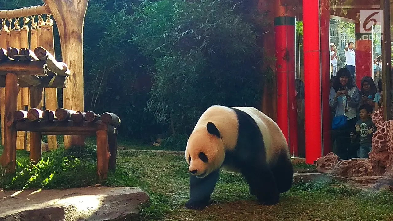 Ilustrasi panda di kebun binatang