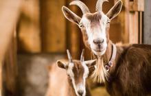 Kronologi Sejumlah Kambing di Banyuwangi Mati Misterius, Mata Tercongkel dan Kaki Terpotong