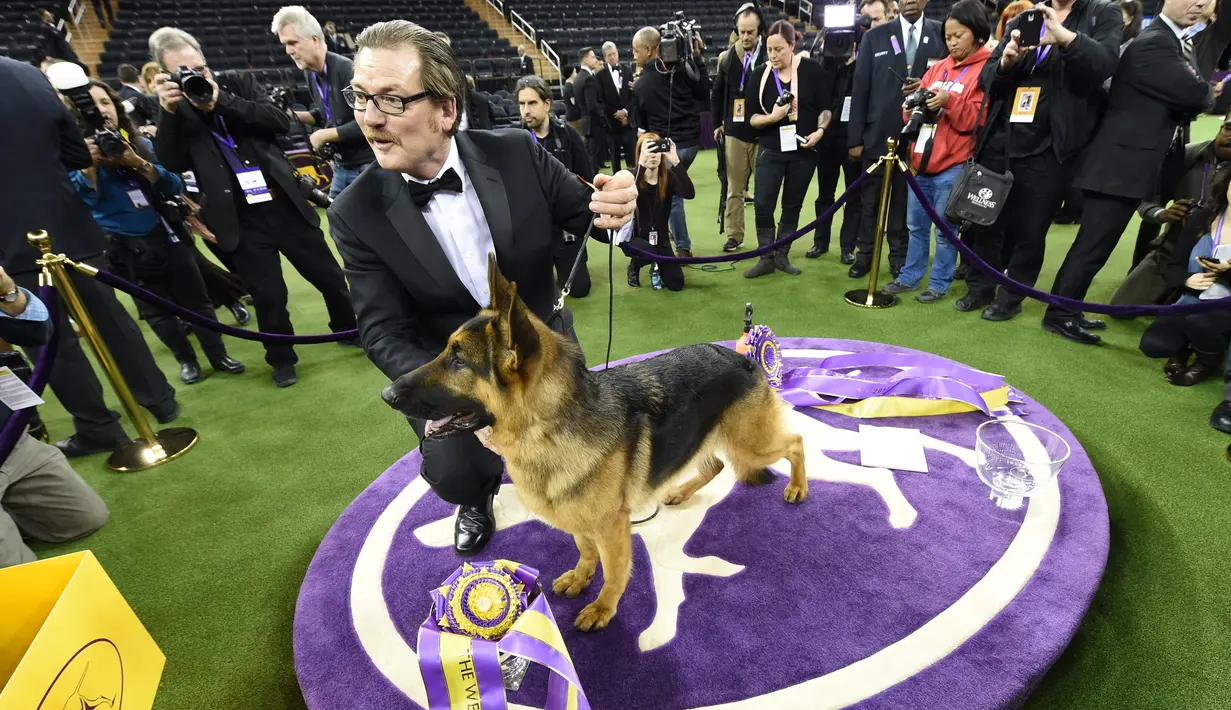 Rumor, Anjing jenis gembala Jerman bersama Kent Boyleshis berpose usai menjuarai kompetisi Best in Show di Westminster Kennel Club Dog Show, di New York City, AS (14/2). (Drew Angerer / Getty Images / AFP)