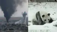 Pasukan Koalisi Serang ISIS - Panda Kegirangan di Musim Dingin