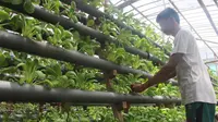 Sayur Hidroponik Makin Marak di Bali