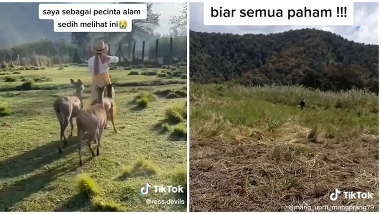 Viral Komunitas Motor Trail Rusak Bunga Edelweis Rawa di Ranca Upas, Bikin Miris