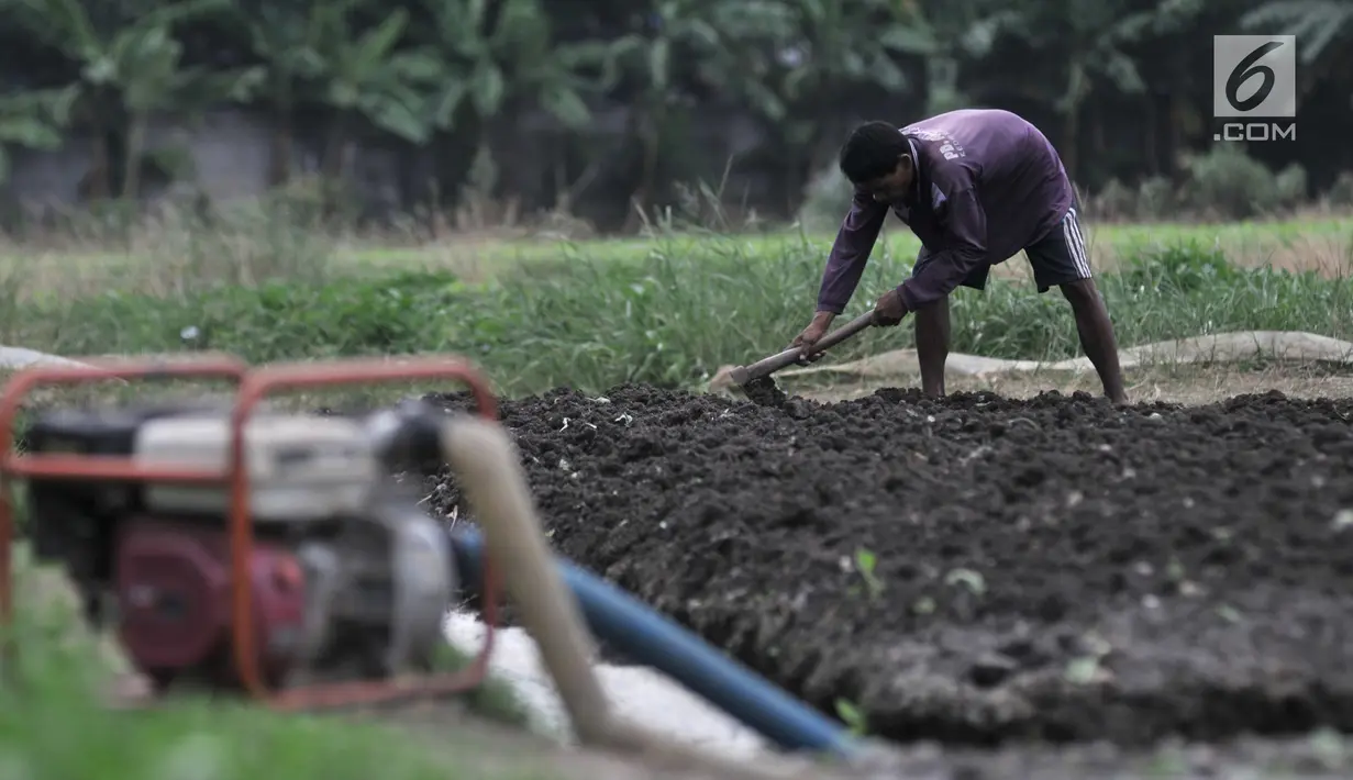 Petani saat menggemburkan tanah sebelum ditanami sayuran di perkebunan sayur kawasan Sunter, Jakarta, Selasa (9/7/2019). Selain kekurangan air, kemarau yang tengah melanda juga menyebabkan pertumbuhan sayuran menjadi lambat. (merdeka.com/Iqbal S. Nugroho)