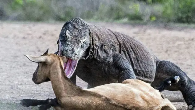 3. Komodo