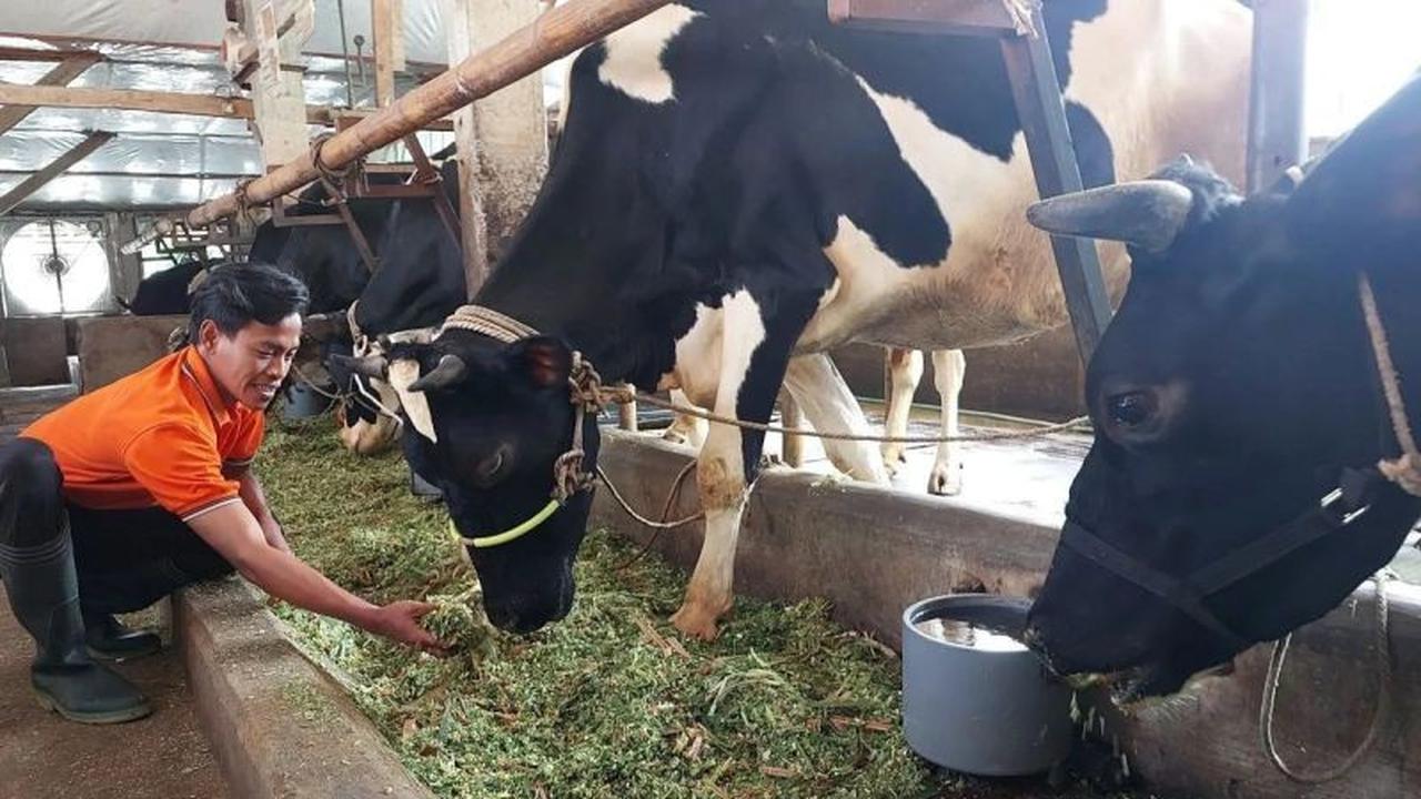 Terungkap! Kementan Gandeng Sulteng, Targetkan 240 Ribu Sapi Perah untuk Penuhi Separuh Kebutuhan Produksi Susu Nasional