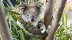 Koala dengan cakar yang dibalut perban duduk di antara daun eukaliptus di dekat Klinik Dokter Hewan Kebun Binatang Melbourne, 6 Desember 2020. Sejumlah koala yang terluka parah akibat kebakaran hutan besar di Australia musim panas lalu akhirnya kembali ke alam liar. (Xinhua/Kebun Binatang Victoria)