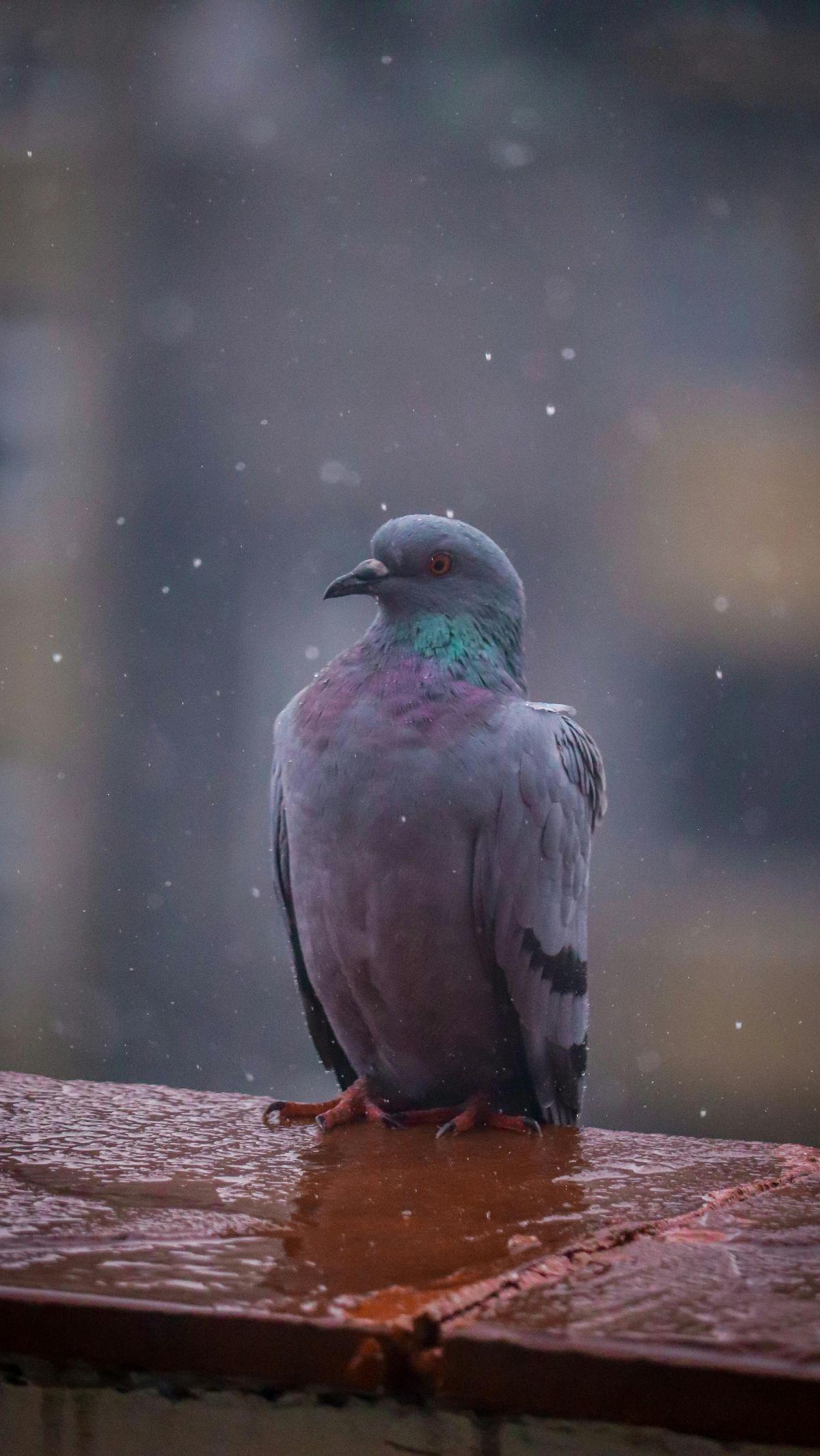 <b>Burung Merpati&nbsp;</b>