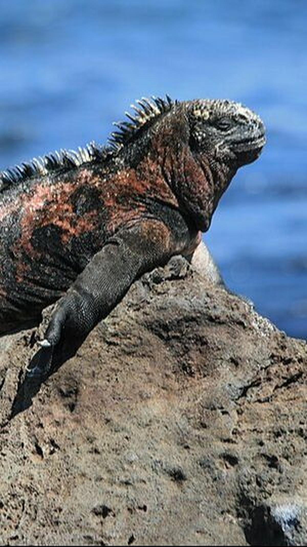 8. Iguana Laut<br>
