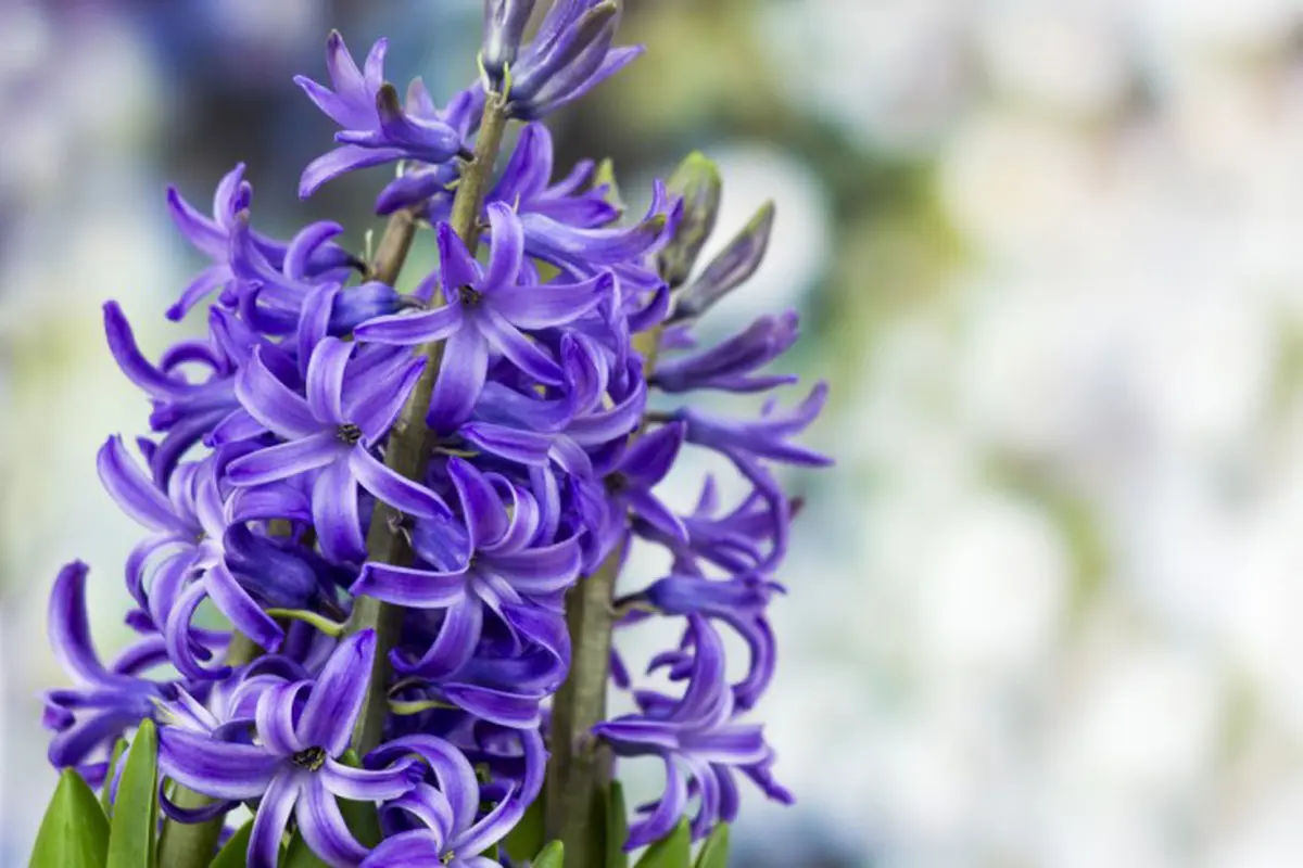 7 Bunga Cantik Ini Ternyata Punya Makna yang Mengejutkan