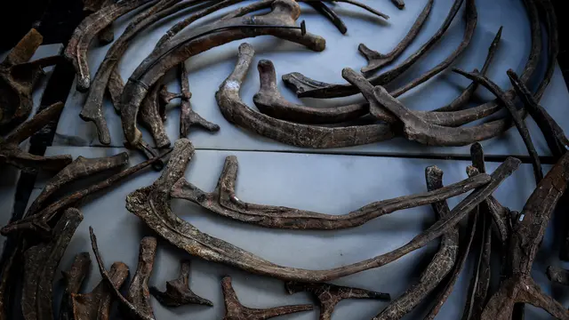 Kerangka Triceratops Terbesar di Dunia yang Akan Dijual