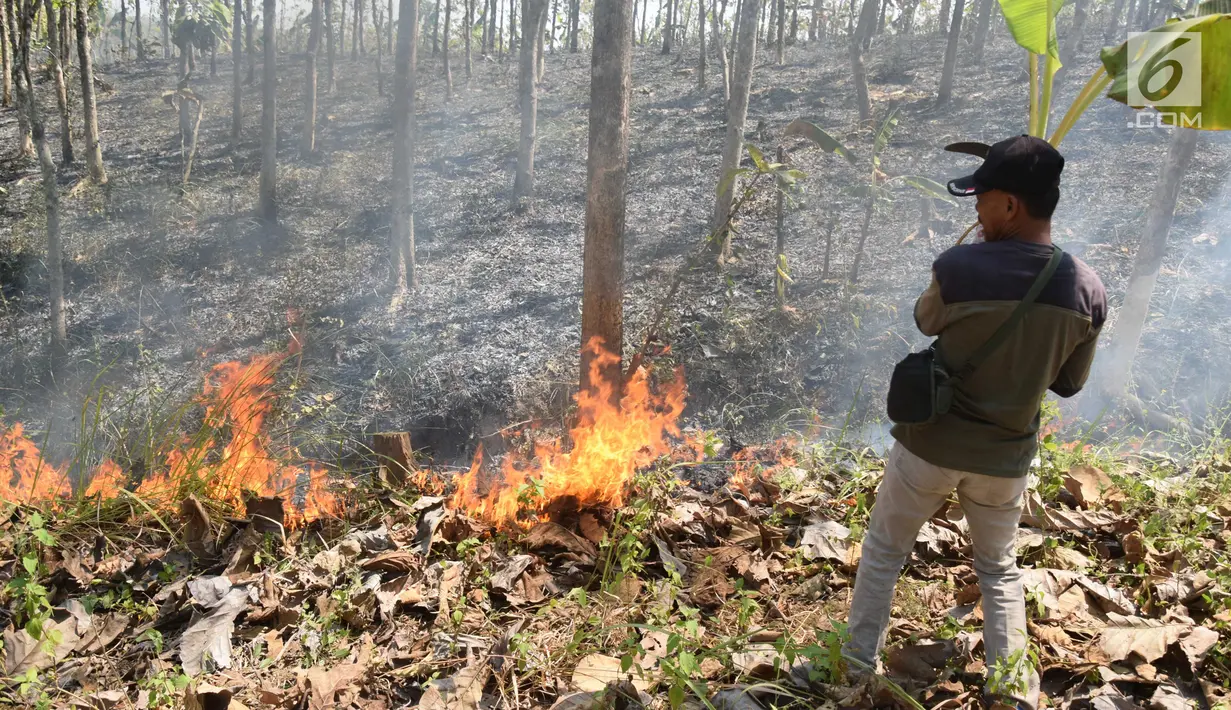 Petugas Dinas Kehutanan berusaha memadamkam api yang membakar hutan jati di Kecamatan Juwangi Boyolali, Jawa Tengah, Senin (6/8). Kebakaran mengakibatkan batang pohon jati kehitaman dan dedaunan menjadi layu. (Liputan6.com/Gholib)