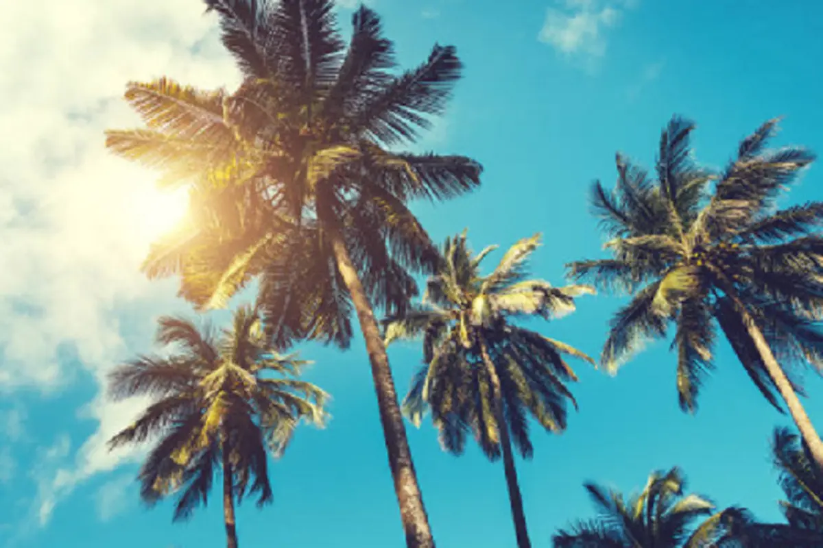 Ilustrasi pohon kelapa (iStock)