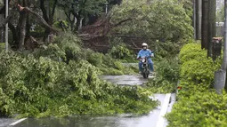 Seorang pengendara motor berada diantara pohon-pohon yang tumbang akibat angin kencang Topan Soudelor di Taipei, Taiwan, (8/8/2015). Empat orang tewas akibat peristiwa angin kencang Topan Soudelor dan hujan deras.  (REUTERS/Pichi Chuang)
