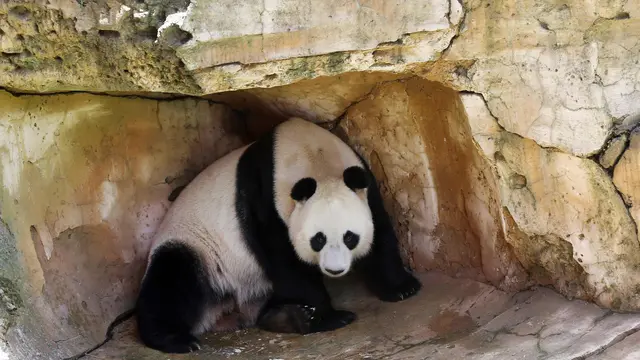 Panda China