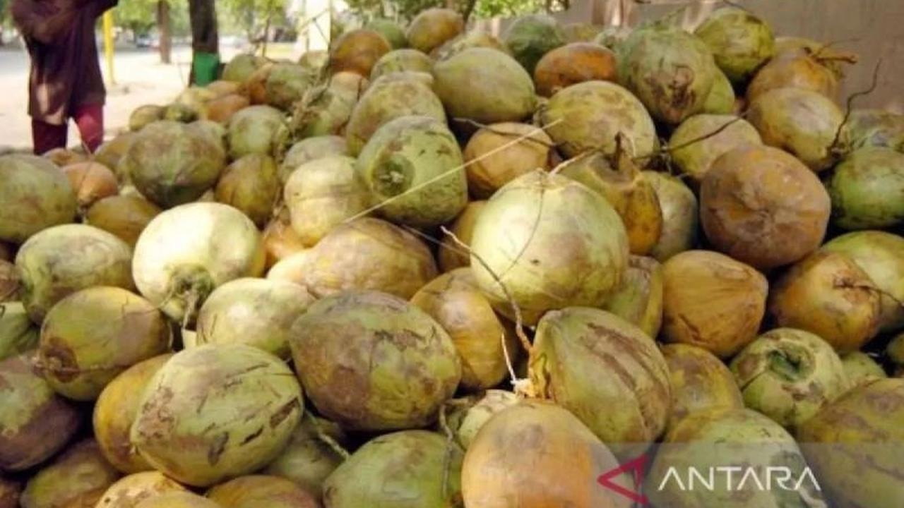 Fakta Menarik: Pabrik CCO Banyuasin, Investasi Setengah Triliun untuk Bioavtur dari Kelapa
