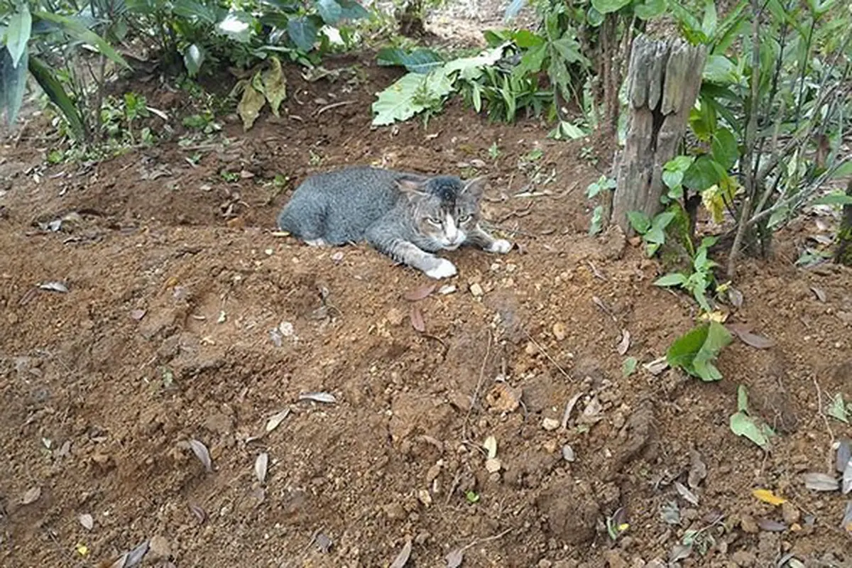 [Bintang] Kucing 