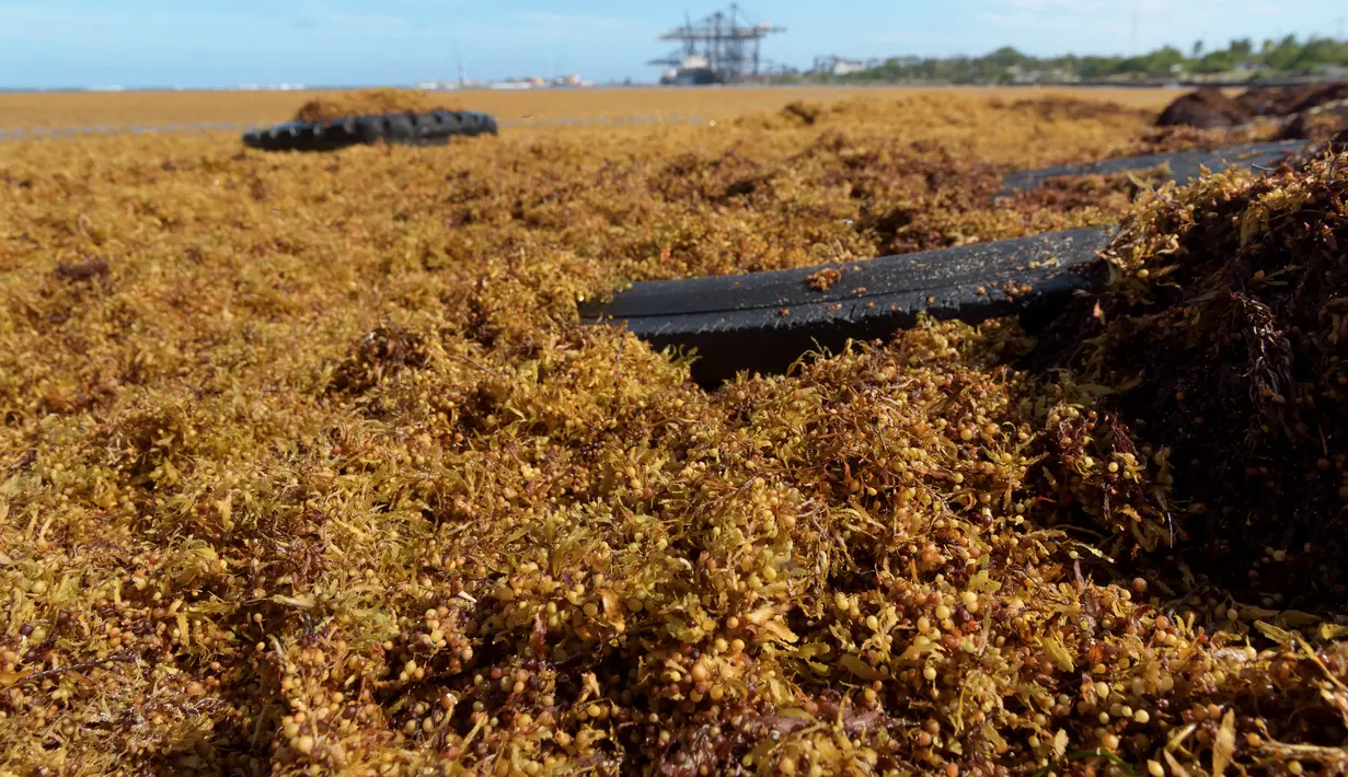 Republik Dominika diperkirakan akan mengalami rekor jumlah rumput laut berbau yang terdampar di pantainya seiring dengan meningkatnya suhu secara bertahap. (Photo by Felix Leon / AFP)