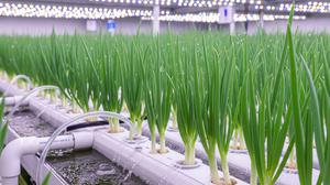 Tanaman yang Tidak Mudah Mati dan Bisa Dipanen Berulang, Ketahui untuk Maksimalkan Tips Berkebun