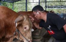 DKP3 Balikpapan Pastikan "Bison" Sapi Kurban Presiden 100 Persen Sehat