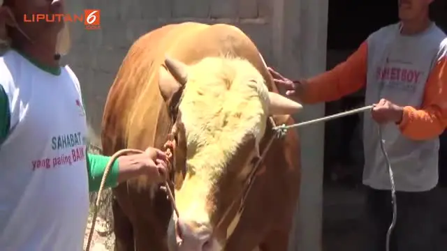 Sapi Jumbo Menunggu Pembeli