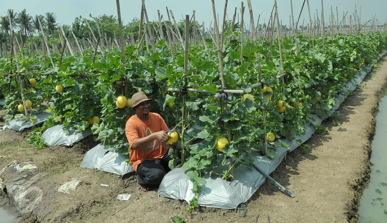 Petani binaan Ewindo memanen buah melon premium Stella F1 di Teluk Naga, Tangerang, Kamis (20/4). Dengan teknik budidaya tanaman hortikultura berkualitas tinggi, melon tersebut dapat bersaing dengan produk impor. (Liputan6.com/Helmi Afandi)