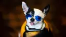 Seekor anjing mengenakan kacamata untuk New York Pet Fashion Show ke-17 di New York City, Kamis (6/2/2020). Acara ini menampilkan pertunjukan anjing yang berjalan di catwalk dengan kostum yang unik. (Photo by Johannes EISELE / AFP)