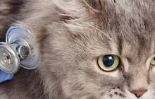 Ciri-ciri Kucing Sedang Sakit, Perlu Dipahami Pemilik