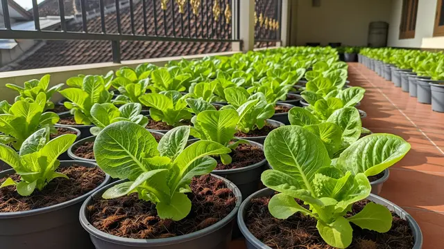 Tanaman Sayur yang Cocok Ditanam di Cocopeat