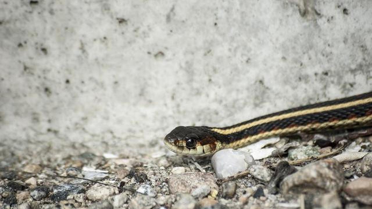 5 Jenis Ular Kecil yang Jinak dan Aman Jadi Peliharaan Pemula, Kenali Ciri-Cirinya