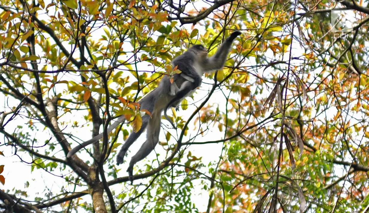 Induk monyet Surili menggendong anaknya saat mencari makan di pepohonan Taman Nasional Gunung Halimun Salak (TNGHS), Jawa Barat, Sabtu (5/1). Pada 2004, IUCN menetapkan primata pemakan segala itu terancam punah (endangered). (Merdeka.com/Iqbal Nugroho)
