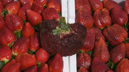 Sebuah stroberi dengan berat 289 gram (lebih dari setengah pon) dipajang di Kadima-Zoran, Israel, Kamis, 17 Februari 2022. Stroberi berukuran super tersebut adalah varietas lokal yang disebut Ilan yang cenderung tumbuh dengan ukuran yang besar dan kuat. (AP Photo/Ariel Schalit)