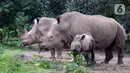 Tiga ekor Badak Putih (Ceratotherium Simum) beraktivitas di Taman Safari Indonesia, Bogor, Jawa Barat, Jumat (22/1/2021). Seekor bayi Badak Putih lahir di Taman Safari Indonesia pada 26 Oktober 2020 lalu. (merdeka.com/Imam Buhori)