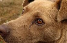 Miris, Kepala Bocah 7 Tahun Digigit Anjing Tetangga saat Main Bola