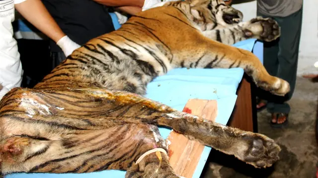 Kisah Harimau Sumatera Jelmaan Pelindung Warga Bengkulu