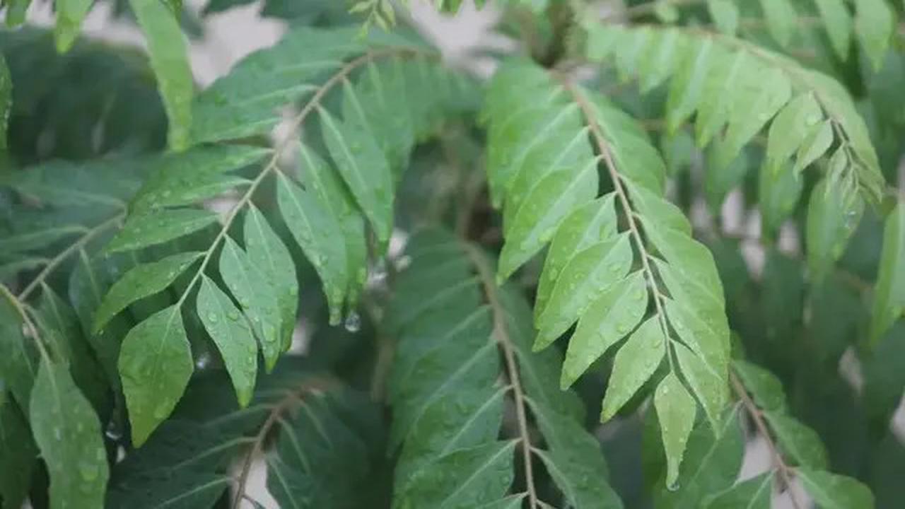 Rahasia Daun Kari untuk Ikan Goreng Bebas Bau dan Minyak Tetap Bersih