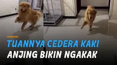 Ada-ada aksi usil seekor anjing yang mengerjai tuannya dengan jalan pincang karena sang tuan sedang alami cedera kaki.